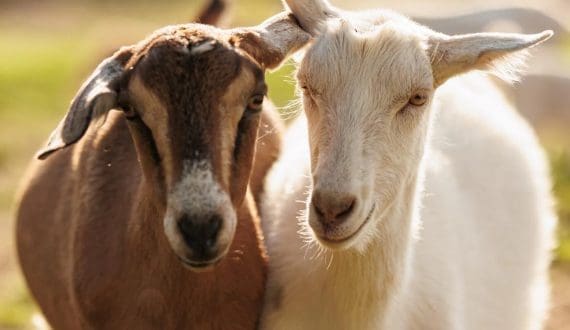 Thumbnail for China successfully clones 6 high-yielding dairy goats