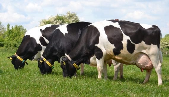 Thumbnail for a2 Milk Company recalls three infant formula batches in USA