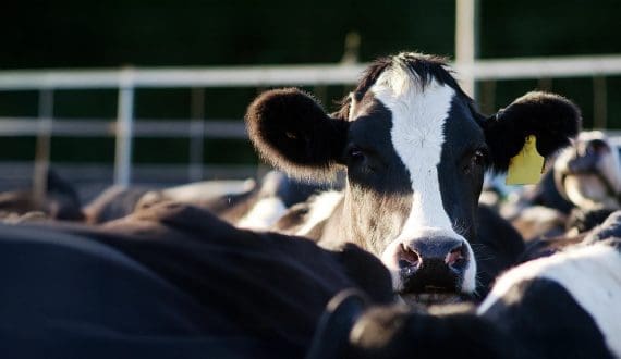 Thumbnail for Zimbabwe, Botswana vaccinate 72,000 cattle against FMD as South Africa battles outbreak control challenges