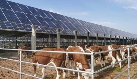 Thumbnail for Walmart opens its third US$350M milk facility in USA