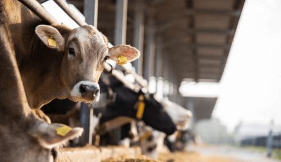 Thumbnail for Vinamilk reports profit of US$93.3M in Q1 2026