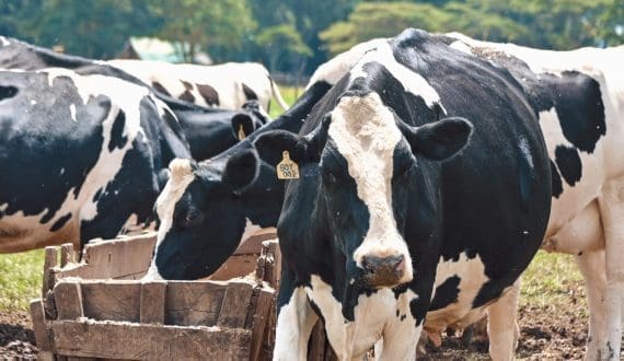Thumbnail for Kenya distributes solar-powered milk coolers in Tana River Cooperative