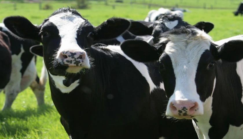 Thumbnail for Zimbabwe, Botswana vaccinate 72,000 cattle against FMD as South Africa battles outbreak control challenges
