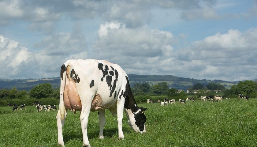 Thumbnail for Africa’s dairy strength lies in demand, not cow numbers – IDF Africa Regional Dairy Conference