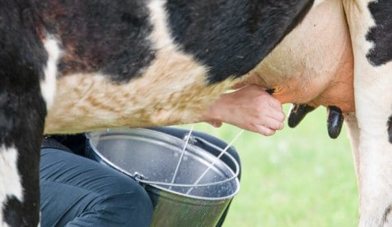 Thumbnail for Cow’s milk linked to better nutrition than plant-based alternatives – Global Dairy Platform