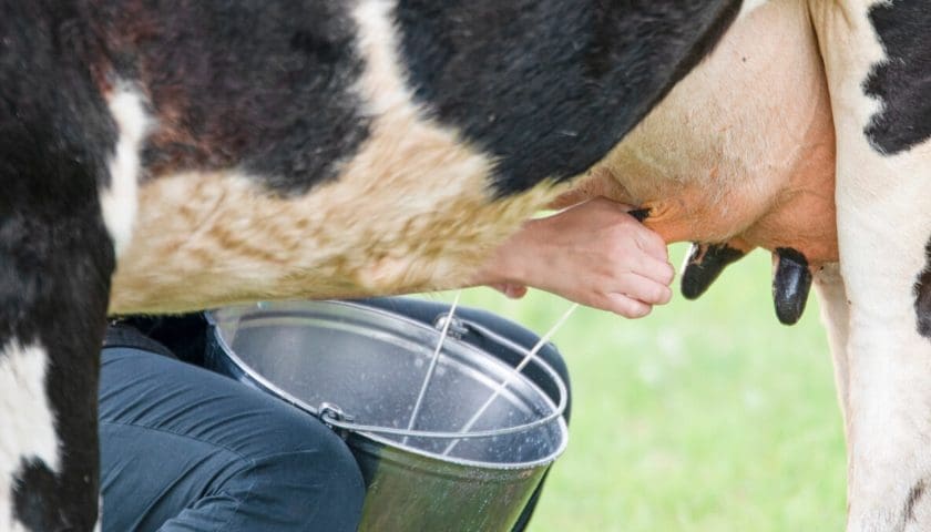 Thumbnail for Cow’s milk linked to better nutrition than plant-based alternatives – Global Dairy Platform