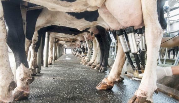 Thumbnail for Tajikistan expands with new dairy facility