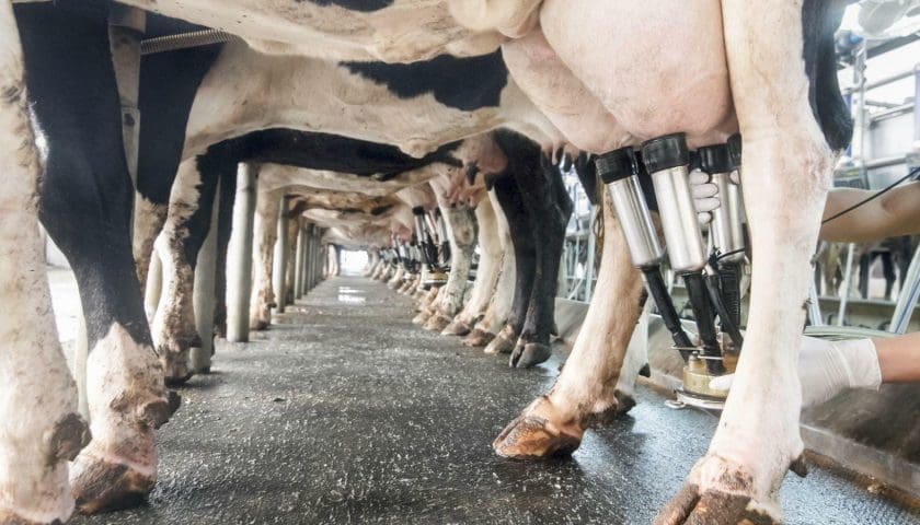 Thumbnail for Heat stress threatens dairy ingredient quality – Cornell University finds