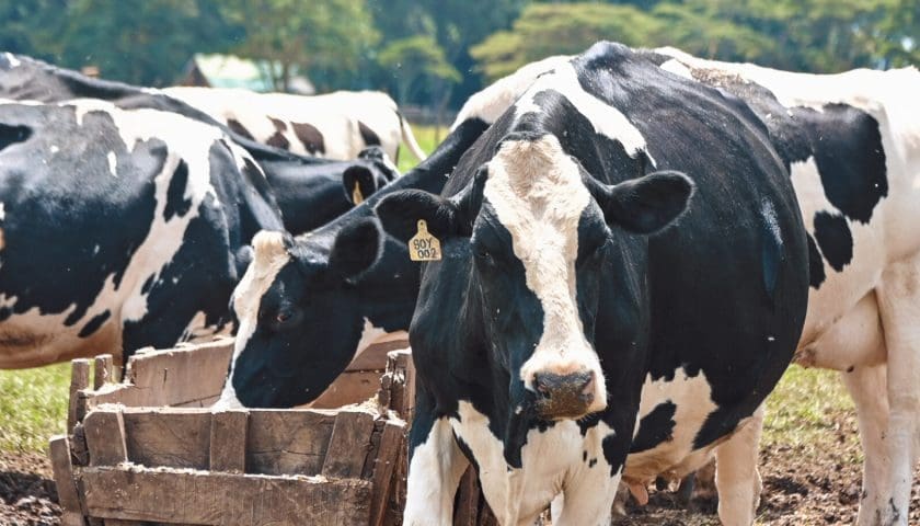 Thumbnail for Ireland invests US$3.5M in Tanzania dairy industry development