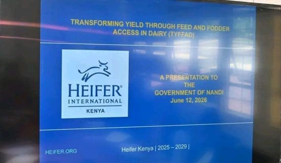 Thumbnail for Nandi County joins Heifer International in rollout of dairy fodder project