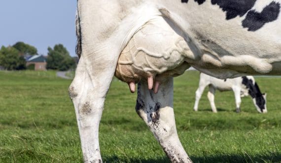 Thumbnail for 3D-printed biosensor for early detection of subclinical mastitis in dairy cattle