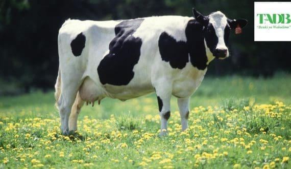 Thumbnail for Arla Foods, DMK Group secure regulatory approval for US$23.3B merger 