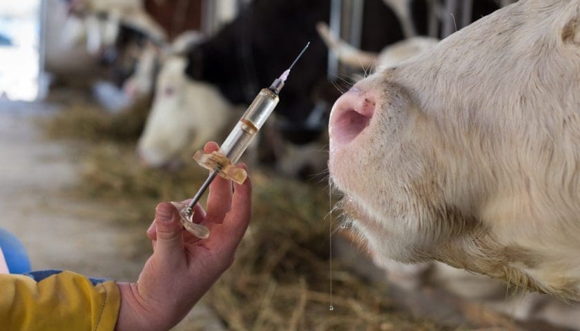 Thumbnail for South African court clears way for private FMD vaccine procurement