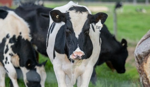 Thumbnail for Antimicrobial resistance poses threat to dairy production – FAO reports
