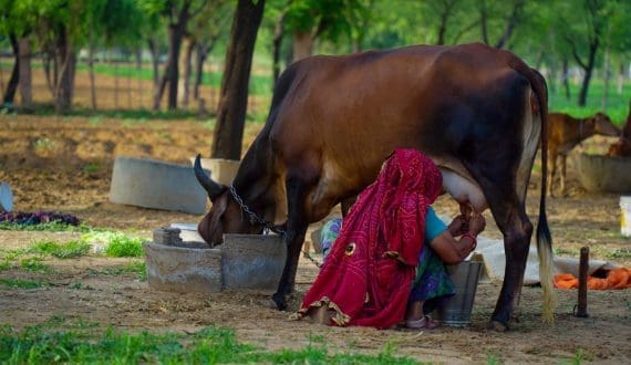 Thumbnail for Kenya National Women in dairy report 2026 shows collateral limits hinder credit
