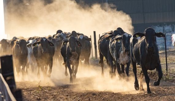 Thumbnail for Bank of Industry invests US$68.5M to support cocoa & dairy sectors