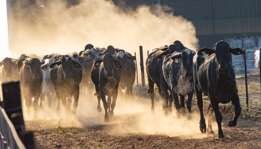 Thumbnail for Botswana receives dairy cows from Brazil to boost domestic output