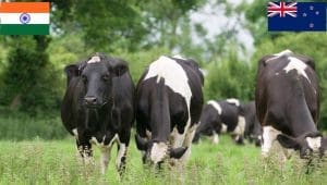 India, New Zealand partner to modernize dairy sector