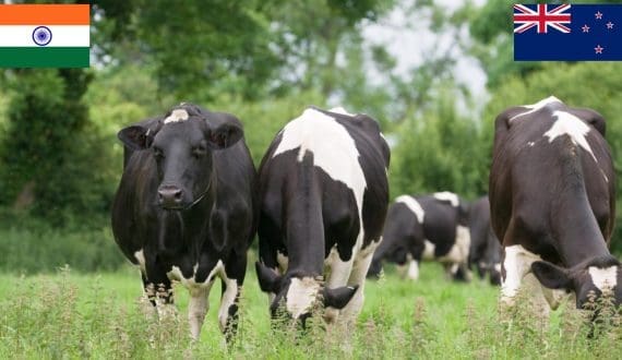 Thumbnail for India, New Zealand partner to modernize dairy sector