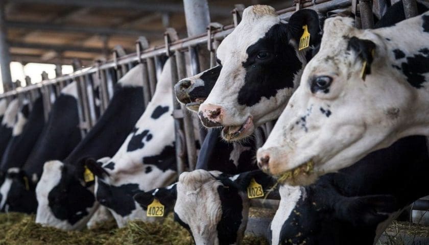 Thumbnail for Bank of Industry invests US$68.5M to support cocoa & dairy sectors