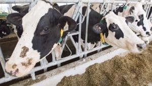 Indonesia launches mega dairy farm in push for milk self-sufficiency