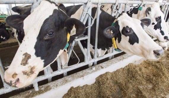 Thumbnail for USA dairy industry backs administration in support of Canadian market access