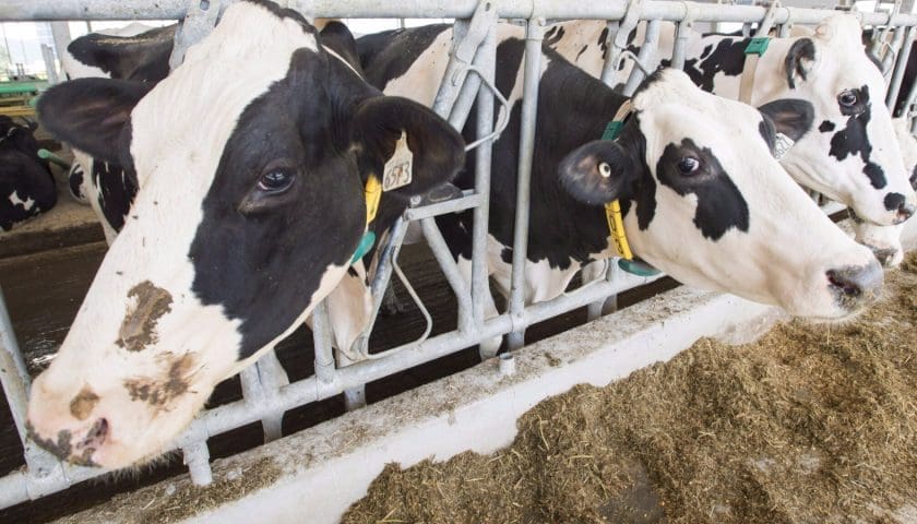 Thumbnail for Indonesia launches mega dairy farm in push for milk self-sufficiency
