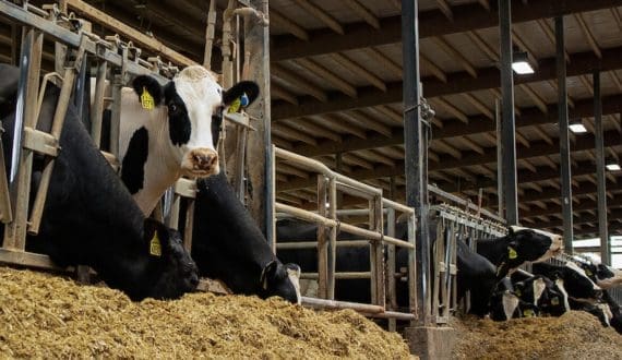Thumbnail for Kirinyaga County distributes 13 milk coolers to boost dairy production
