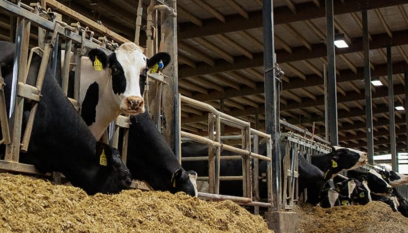 Thumbnail for Rabobank reports slow global milk production in Q2 2026