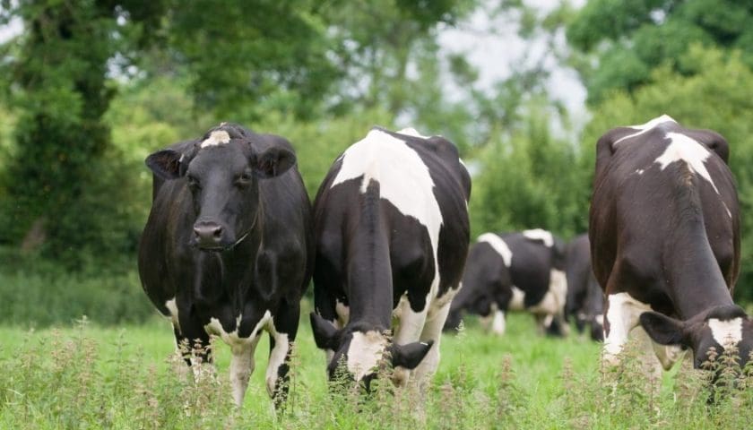 Thumbnail for Nigeria ramps up dairy reforms to boost local milk production