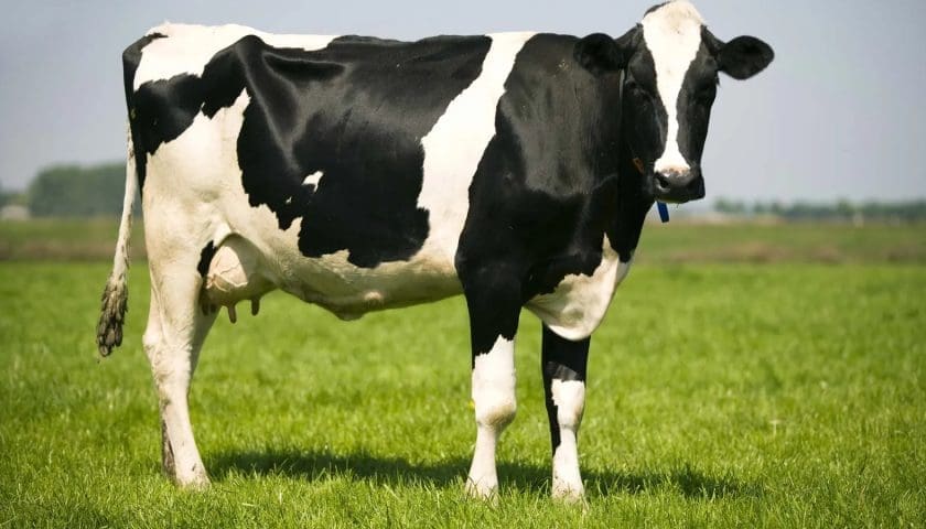 Thumbnail for Tunisia to pilot BCG vaccination programme against bovine tuberculosis