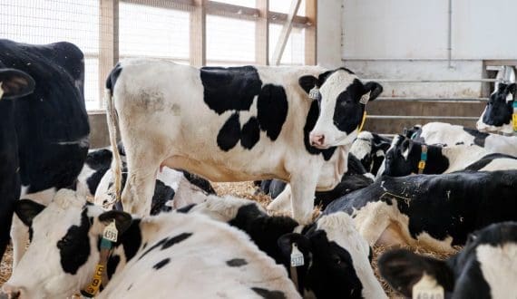 Thumbnail for Lactalis Australia to shut down its Longwarry manufacturing site in 2027